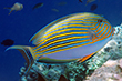 Acanthurus lineatus