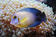 Acanthurus pyroferus