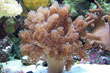 Alcyonium sp.