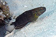 Amblygobius phalaena