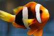 Amphiprion clarkii