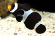 Amphiprion ocellaris - black