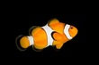 Amphiprion percula