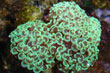 Euphyllia ancora