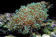 Euphyllia divisa