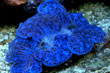 Tridacna maxima